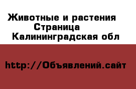  Животные и растения - Страница 42 . Калининградская обл.